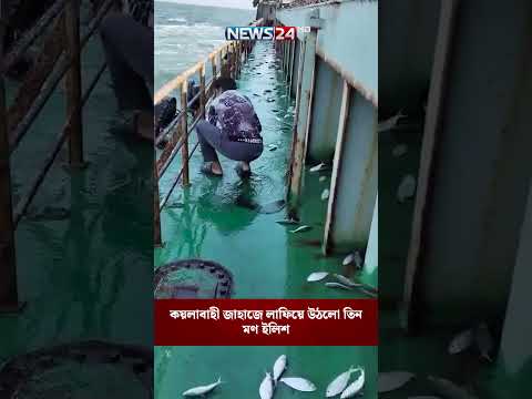 কয়লাবাহী জাহাজে লাফিয়ে উঠলো তিন মণ ইলিশ | NEWS24