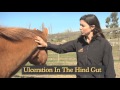 How To Understanding Equine Diarrhea