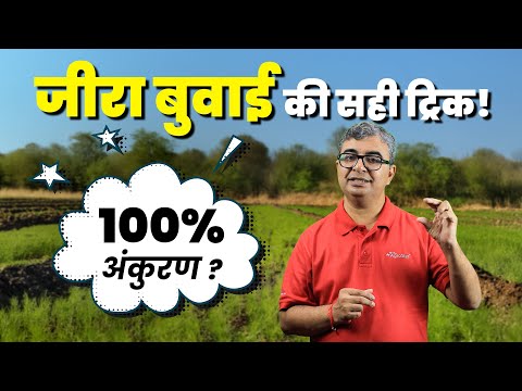 जीरे की बुवाई से अंकुरण तक पूरी जानकारी