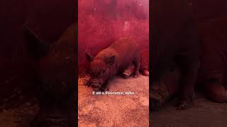 Montando um zoológico aqui