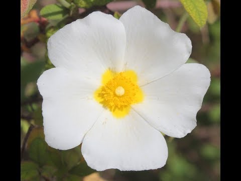 Cistus salviifolius