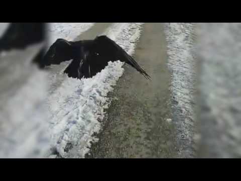 Szegedi Vérholló Video