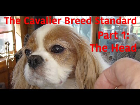 Breed Standard - Part 1: The Head