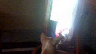 the dog in the mirror