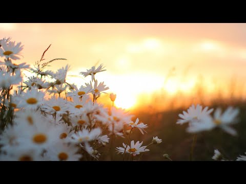 Surorile Gorgan - Binecuvântează Doamne