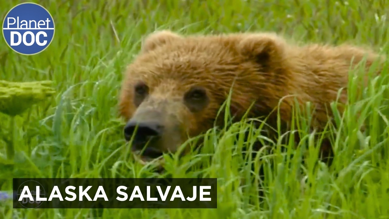 ALASKA, la Tierra de los Osos Gigantes | Planet DOC