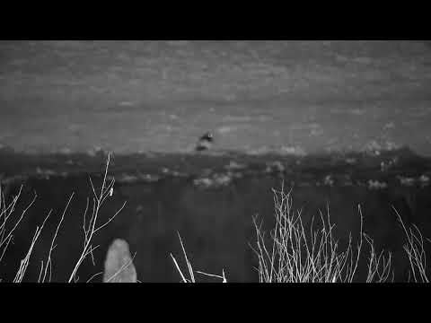 Djuma: Blacksmith Lapwing with two chicks tucked under it - 00:06 - 10/20/21