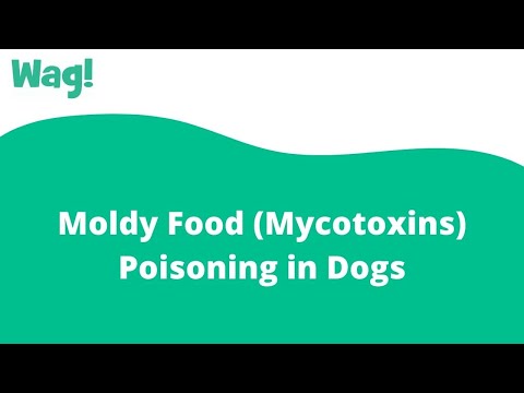 Moldy Food (Mycotoxins) Poisoning in Dogs | Wag!