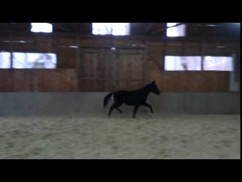 FINCH HATTON GMS 2jähriger Hengst von Feedback x Scolari