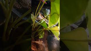 グリーンバジリスク　#爬虫類　#ドラゴン動物園　#shorts