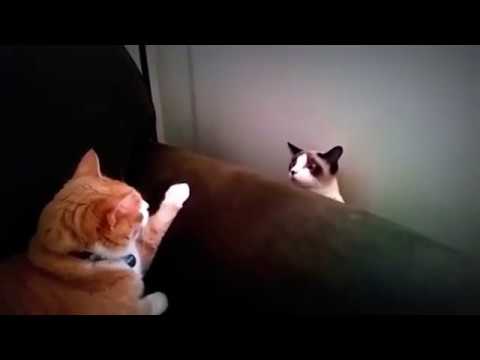 Cat funny compilation October 2016 Funny cat/  Gatos Divertidos Octubre 2016
