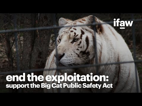 End the exploitation of big cats in captivity | Support the Big Cat Public Safety Act!