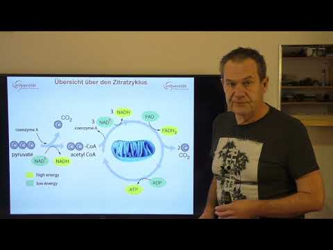 Zitratzyklus