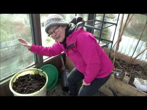 Avsnitt 8, 2020 Fingerborgsblommor, höstlöv och lite annat