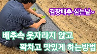 김장배추 웃자라지 않고 속이 꽉차고 맛있게~ 항암배추.베타카로틴.배추병충해.김장배추,무 심는,파종시기,배추밭…