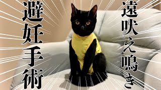 これが発情期…！？大声で鳴き叫ぶ子猫の避妊手術記録【保護猫/黒猫】 #cat #japanesecat #保護猫