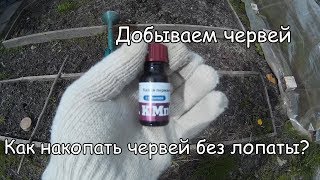 Червей на рыбалку