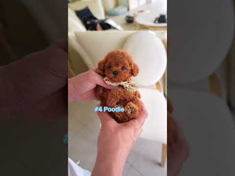 5 Razas de perros pequeños #perros #mascotas #caninos #chihuahua #poodle #frenchbulldog #pomeranian