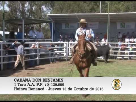 13-10-16 Venta Toros P.P. - Cabaña Don Benjamin - Huaca Curu.