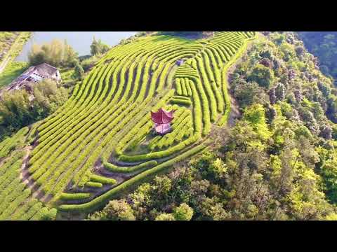 Tea Terrace over Cloud