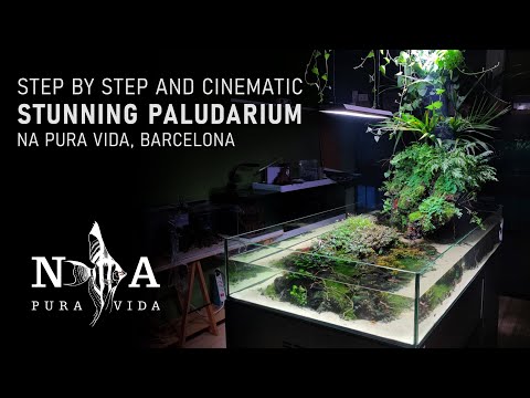 STUNNING PALUDARIUM - from STEP BY STEP to 11 MONTHS OLD - Nature Aquarium Pura Vida, Barcelona