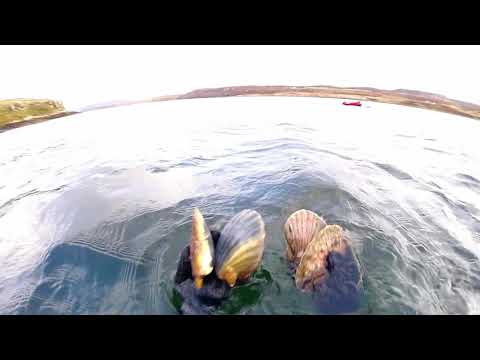 Isle of Skye Freediving for Scallops - Catch and Cook