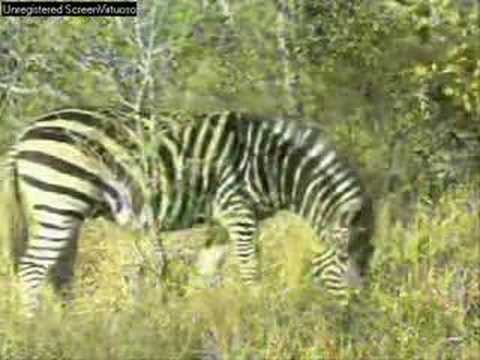 WildEarth Djuma A Little Variety 7-11-07