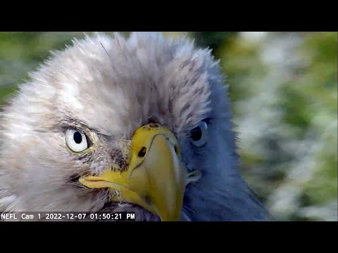 AEF NEFL 🦅~ Arrival V2- What a beauty he is!🥰Great Closeups~1:37 pm 2022/12/07
