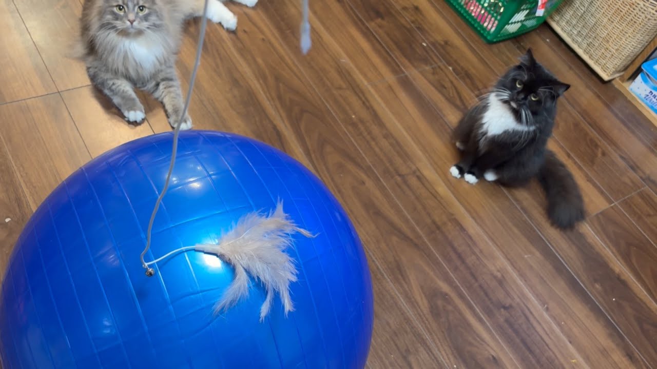 エクササイズさせられる猫　サイベリアン