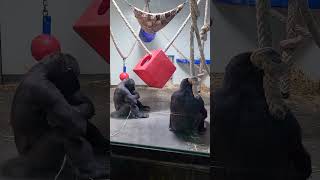 Monkey Business.....Backoff buddy, that girl is mine .. #monkey #animals #funny #subscribe