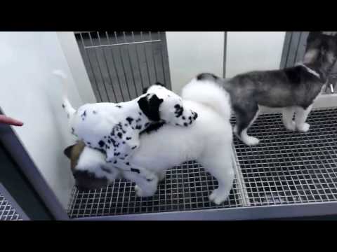 Petland - Pet abuse