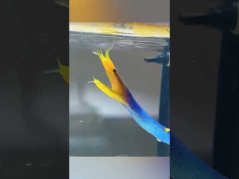 💙🌊 Ele a Salvou, Mas Sabia Que Precisava Deixá-la Partir 🥹🐠