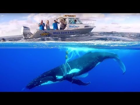 A huge whale shocked people, he was rescued in the ocean...
