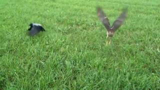 preview picture of video 'Hawk vs. Crow  /  Crow vs. Hawk'