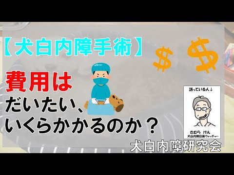 犬の白内障:治療と手術