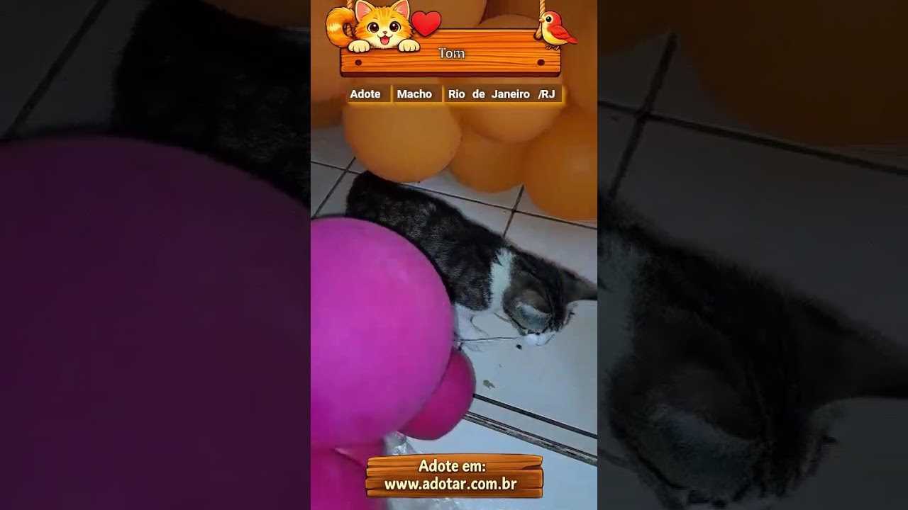 Gato raça SRD-ViraLata idade 2 a 6 meses nome Tom