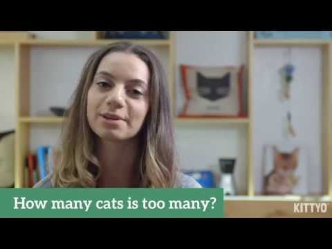 How many cats is too many?