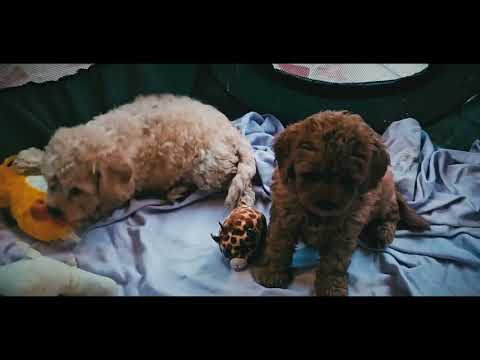 Cavapoo Welpe kaufen