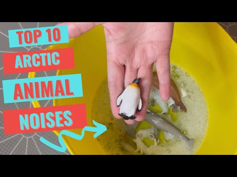 NEW Top 10 Arctic Animal noises for kids | Sea animal | Zoo animal | Quiz for kids Unboxing
