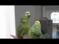 два попугая поют испанскую песенку! Очень смешно! 