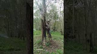 Download lagu Petani karet mp3 Download lagu Petani karet mp3