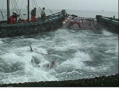 La almadraba, pesca tradicional del atún en Barbate | Día de la Gente de Mar