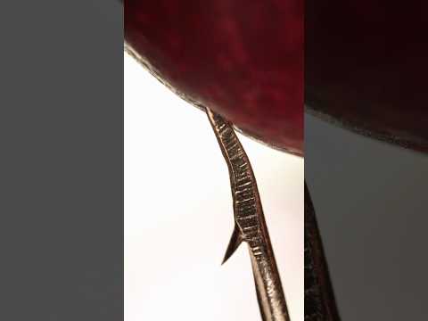 Hook vs Cherry Macro ASMR #asmr #macrovideo #relaxing