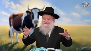 פרשת ויקהל - שבת פרה מהי? - תשפ"ה