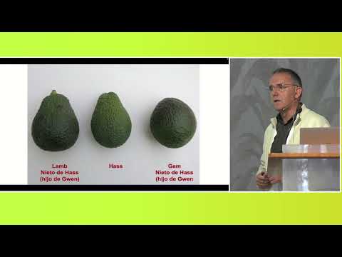 Fotograma del vídeo: Retos para consolidar el cultivo sostenible del aguacate en España