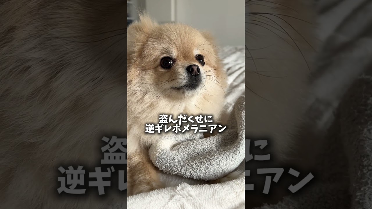 逆ギレするポメ