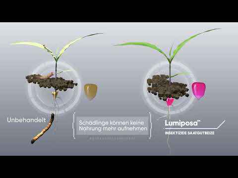 Lumiposa – die innovative Beizlösung für den Maisanbau 🌽