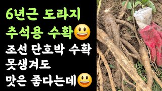 6년근 도라지 수확???? 추석때 먹을 것???? 조선 단호박 수확???? 못생겨도 맛은 좋다는데 ???? 