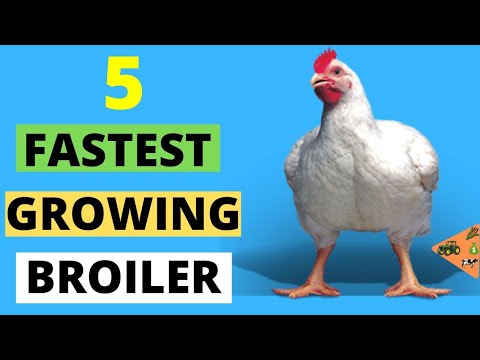 , title : 'THESE ARE the FASTEST GROWING BROILER CHICKEN BREEDS | 5 Best Broiler Chicken Breeds to stock'