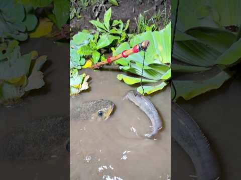 Gagal strike ikan monster malah dapat rombongan ikan toman goblin 😱 #fishing #fish  #viralvideo